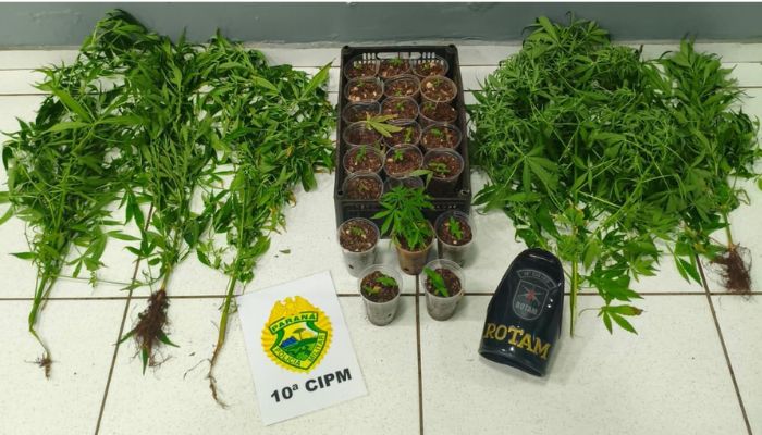 Virmond – Pés de maconha são apreendidos no bairro Progresso